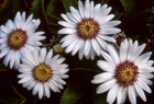 Olearia Angustifolia 101390.jpg